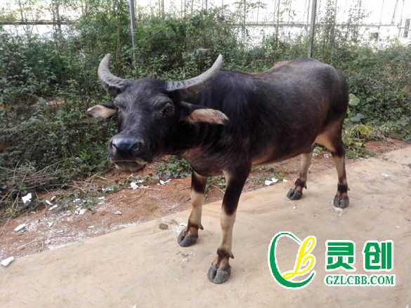 水牛標(biāo)本