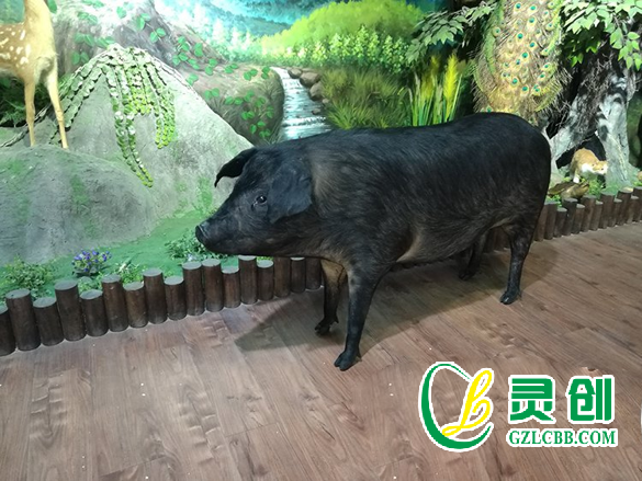 豬標(biāo)本
