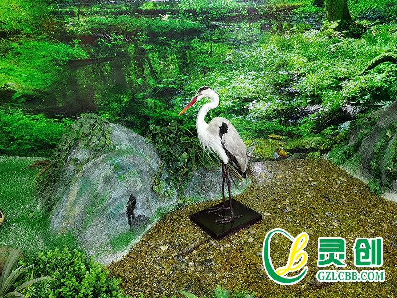 仿真蒼鷺標本