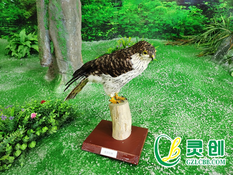 仿真紅隼標本