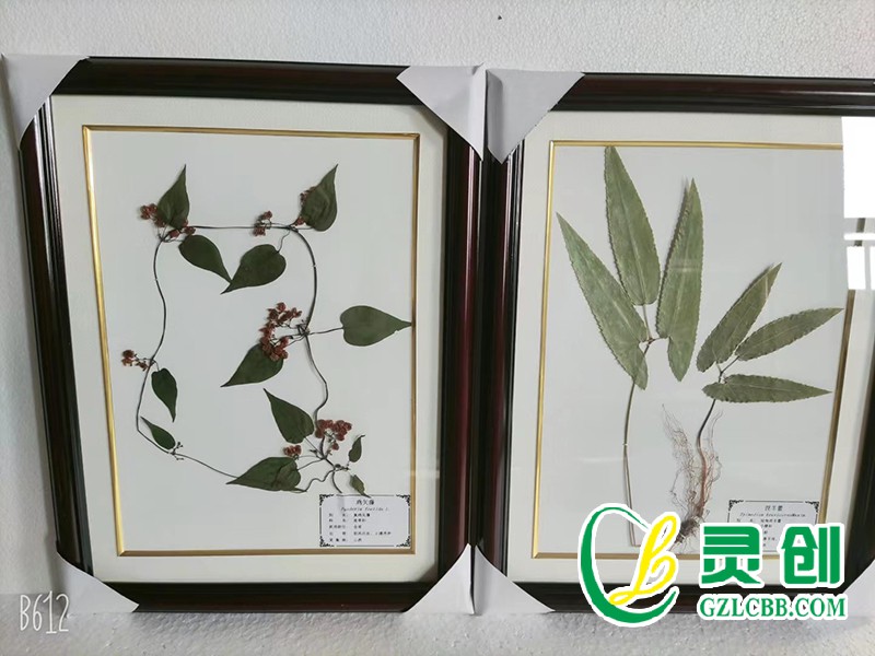 植物保色臘葉標本